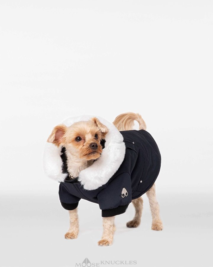 Moose Knuckles Pooch Parka Pet Damen Navy Weiß | 81309XBPH