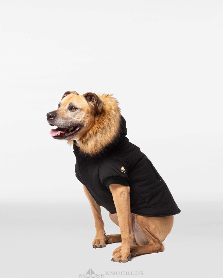 Moose Knuckles Pooch Parka Pet Damen Schwarz Gold | 36259UCMT