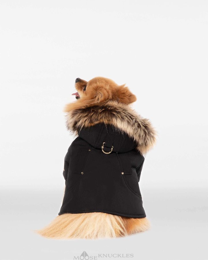 Moose Knuckles Pooch Parka Pet Damen Schwarz Gold | 36259UCMT