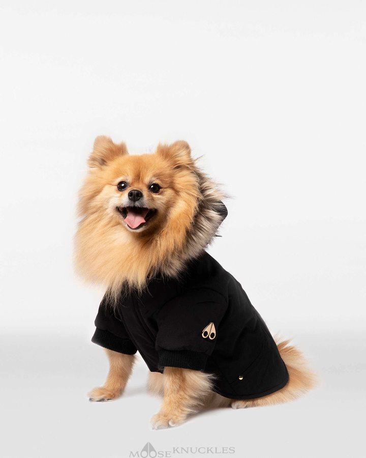 Moose Knuckles Pooch Parka Pet Herren Schwarz Gold | 91360KWAB